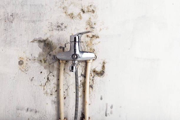 Best Mold Cleaning Services  in North Logan, UT