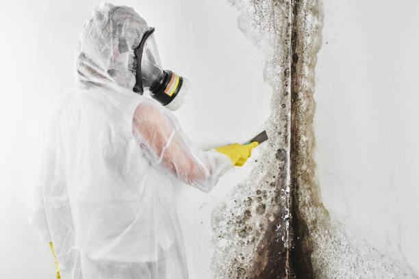 Best Commercial Mold Removal  in North Logan, UT
