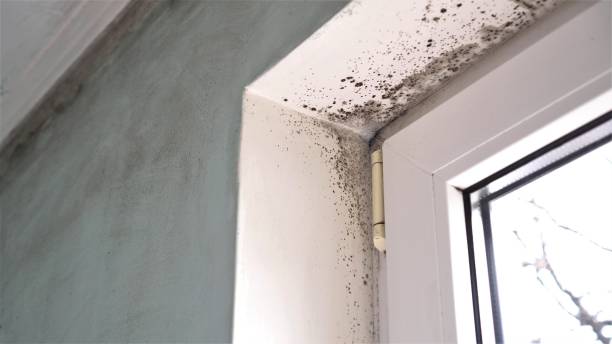 Best Local Mold Removal Service  in North Logan, UT