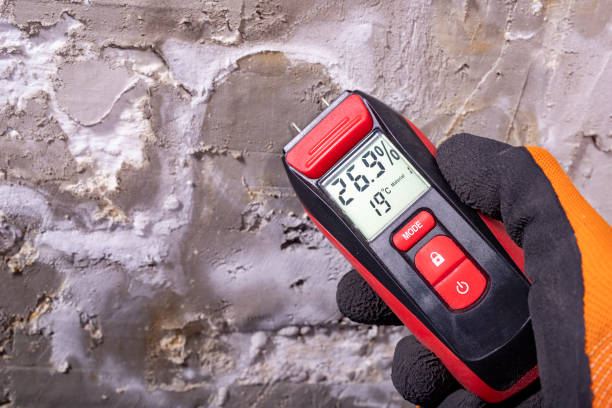 Best Black Mold Removal  in North Logan, UT