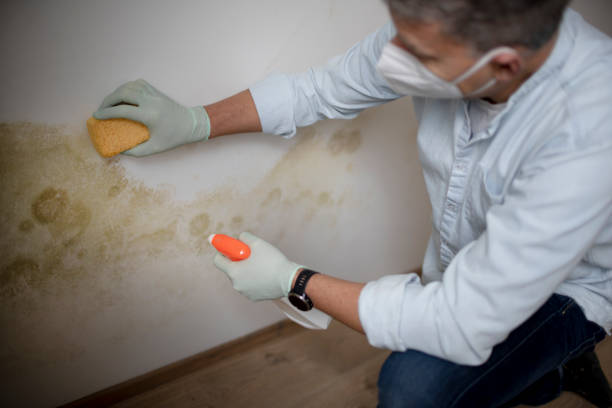 Best Professional Mold Removal  in North Logan, UT