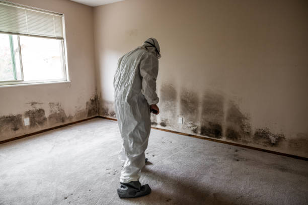 Best Mold Remediation  in North Logan, UT