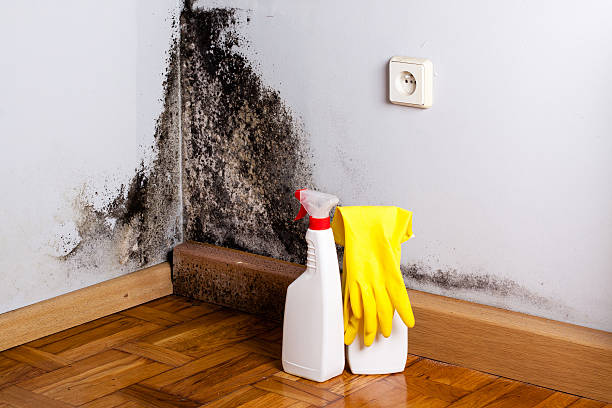 Best Certified Mold Removal  in North Logan, UT